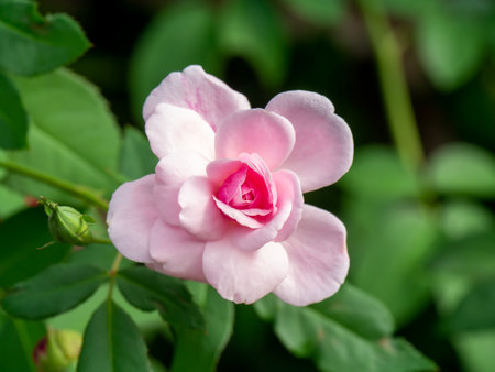 Close up Pink Rose flower on blur background. (Scientific name Rosa damascena)の写真素材