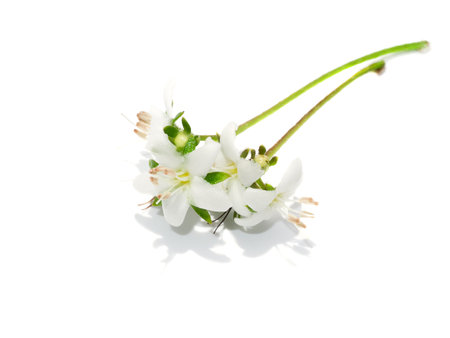 Close up Eukien tea flower on white background. (Scientific name Carmona retusa (Vahl.) Masum)の写真素材