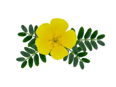 Close up the yellow flower of devil's thorn with leaves on white background. (Scientific name Tribulus terrestris plant)の写真素材