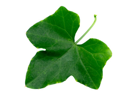 Close up Ivy Gourd leaf on white background.(Scientific name Coccinia grandis.)の写真素材