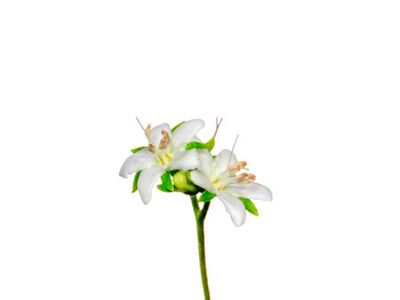 Close up Eukien tea flower on white background. (Scientific name Carmona retusa (Vahl.) Masum)の写真素材