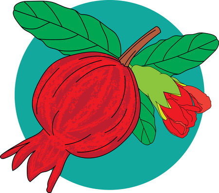 Abstract of Pomegranate , Punica apple and flower with leaves on circle green background.のイラスト素材