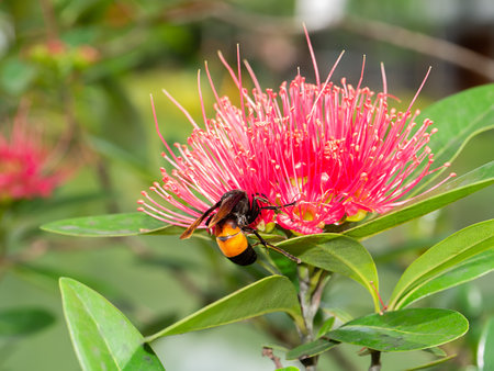 Close up Golden penda, Junjum, Expo gold flower with Paper Wasps insect. (Scientific name Xanthostemon chrysanthus (F. Muell.) Benth)の写真素材