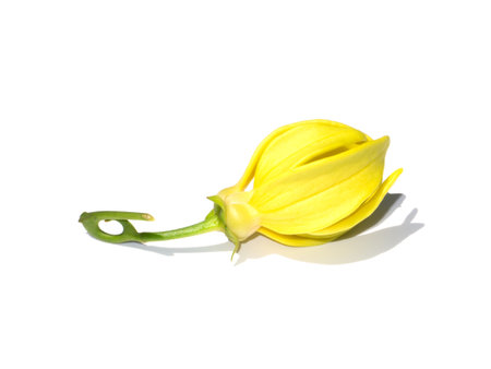 Close up Clinbing llang-llang flowers with shadow on white background. (Scientific name Artabotrys siamensis)の写真素材