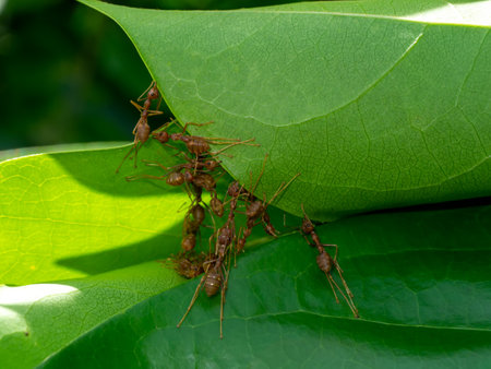 Red ants are working together to build a habitat out of leaves.の写真素材