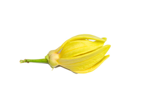 Close up Clinbing llang-llang flowers on white background. (Scientific name Artabotrys siamensis)の写真素材