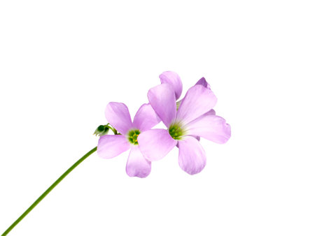 Close up Purple shamrock flower on white background. (Scientific name Oxalis triangularis)の写真素材