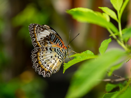 Close up butterfly on leaves with blur background.の写真素材