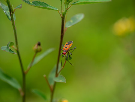 Cotton stainer bug on blur palnt and blur backgroud.