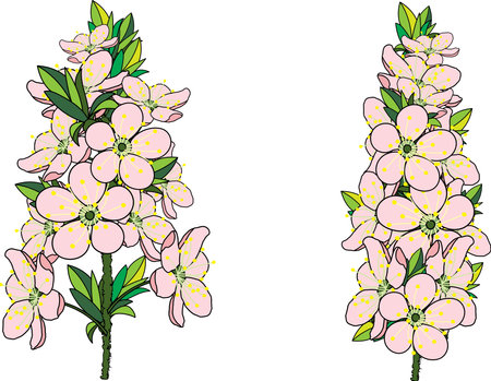 Illustration of the cherry bossoms flower bouquet on empty background.のイラスト素材