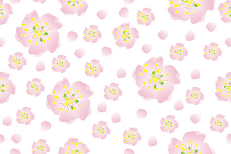 Illustration of the cherry bossoms flower on empty background.のイラスト素材