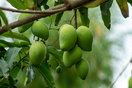 Close up green mango with branch on blur background. (Scientific name Mangifera caloneura Kurz.)の写真素材