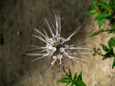 Close up of Cat's whisker, Java tea, Misai kuching flower on blur background. (Scientific name Orthosiphon aristatus (Blume) Miq.)の写真素材