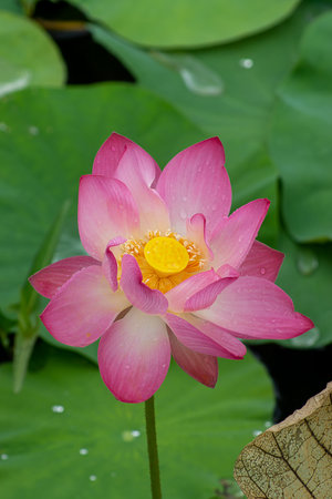 Vertical image of pink lotus flower with green leaves background.の写真素材