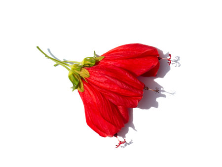 Close up Sleeping hibiscus, Wax Mallow flower with shadow on white background. (Scientific name Malvaviscus arboreus Cav. var. drummondii (Torr. A.Gray) Schery.)の写真素材