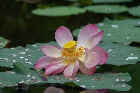 Close up pink lotus flower with green leaves background.の写真素材