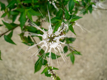 Close up of Cat's whisker, Java tea, Misai kuching flower on blur background. (Scientific name Orthosiphon aristatus (Blume) Miq.)の写真素材