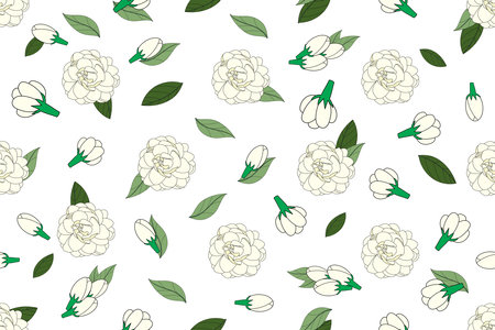 Illustration of white jasmine flower with leaves on empty background.のイラスト素材