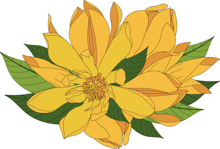 Illustration of Yellow Champaka blooming flower with leaves. (Scientific name Michelia alba DC.)のイラスト素材