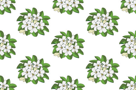 Illustration of Orange Jasmine or China Box flower with leaf on empty background.のイラスト素材