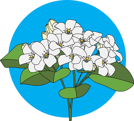 Illustration of Orange Jasmine or China Box flower with leaf on blue circle background. (Scientific name Murraya paniculata)のイラスト素材