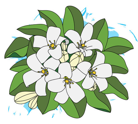 Illustration of Orange Jasmine or China Box flower with leaf on blue color background. (Scientific name Murraya paniculata)のイラスト素材