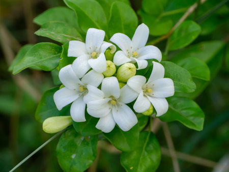 Close up White Orange Jasmine or China Box flower with leaf background. (Scientific name Murraya paniculata)の写真素材