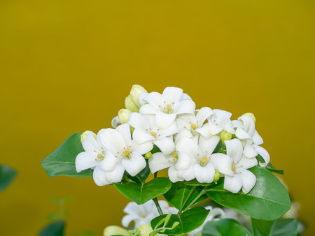 Close up White Orange Jasmine or China Box flower with leaf on yellow background. (Scientific name Murraya paniculata)の写真素材
