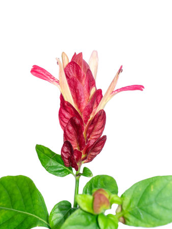 Close up of Red Lollypops flower on white background. (Scientific name Pachystachys lutea)の写真素材