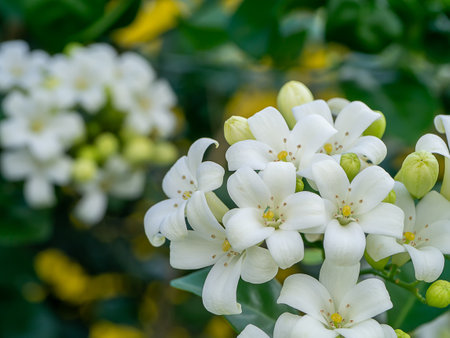 Close up White Orange Jasmine or China Box flower with leaf background. (Scientific name Murraya paniculata)の写真素材
