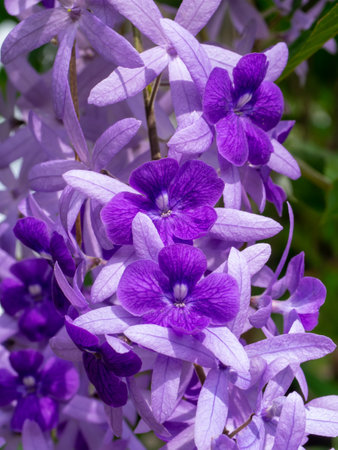 Close up of Purple Wreath Sandpaper Vine flower. ( Scientific name Petrea volubilis)の写真素材