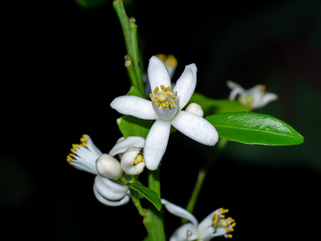 Orange tree flowers on a branch with dark background.の写真素材
