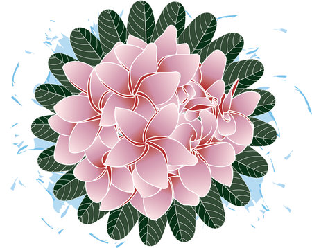 Illustration of pink frangipani flower with leaves on blue color spread on empty background.のイラスト素材
