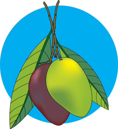 Illustration of Red and yellow mango with leaf on blue circle background.のイラスト素材