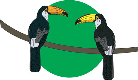 Illustration of two hornbill bird on branch with green circle background.のイラスト素材