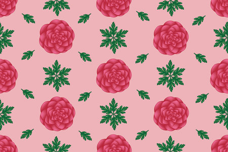 Illustration of Camelia flower blooming with green leaves on pink background.の写真素材