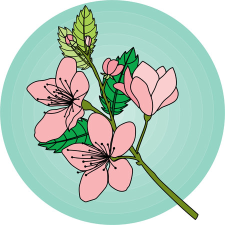 Illustration of the cherry blossoms flower on green circle background.のイラスト素材