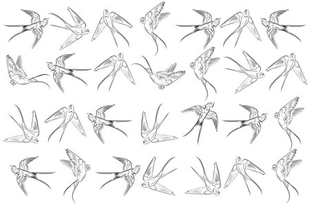 Illustration out line of swallow on white backgroud.のイラスト素材