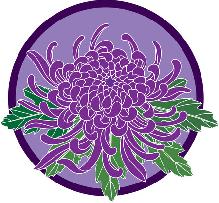 Illustration of Chrysanthemum flower with leaf on violet circle background.のイラスト素材