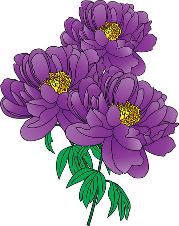 Illustration of the violet peony flower with leaves on empty background.のイラスト素材