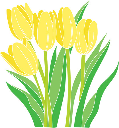 Illustration of yellow tulips flower on empty background.のイラスト素材