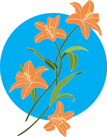 Illustration bouquet of orange lily flower on blue circle background.のイラスト素材