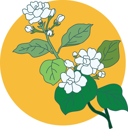 Illustration of jasmine flower with leaves on circle color background.のイラスト素材