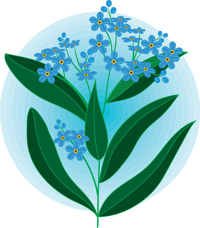 Illustration, The forget me not flower on soft blue circle background.のイラスト素材