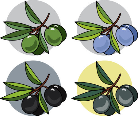 Illustration of Olive fruit on circle color background.のイラスト素材