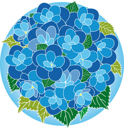 Illustration bouquet of the Blue Hydrengea flower with leaves on circle background.のイラスト素材