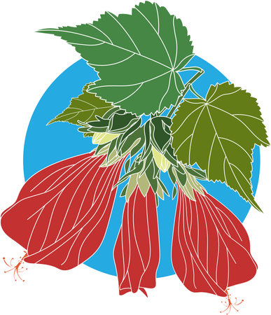 Illustration of Sleeping hibiscus, Wax Mallow flower with leaf on blue circle background. Scientific name Malvaviscus arboreus Cav. var. drummondii (Torr. A.Gray) Schery.のイラスト素材