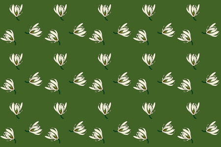 Abstract pattern of chempaka flower blooming on green background.のイラスト素材