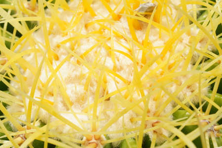Green cactus in the Selective focus garden.の写真素材