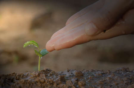 The concept of environmental conservation. Small seedlings that are just planted and waiting for...